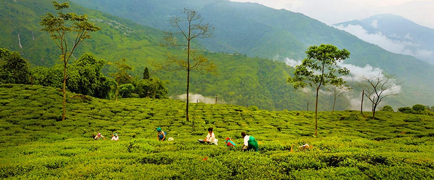 Darjeeling_Banner-1