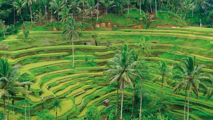 3.Tegallalang-rice-terrace-860