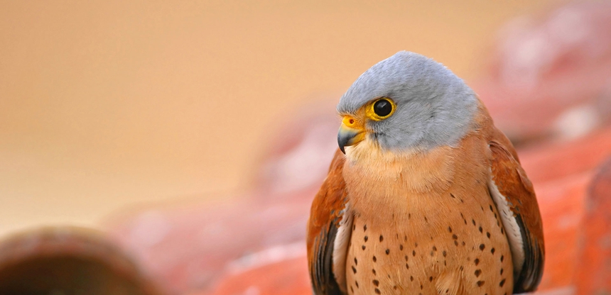 birdwatching