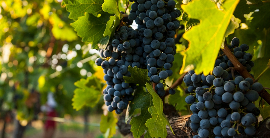 1-syrah-uzum
