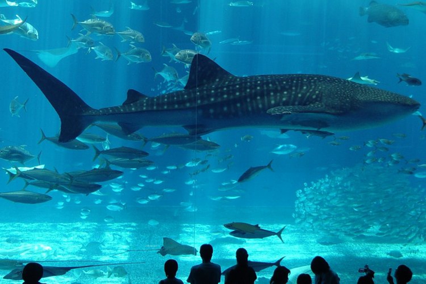 A-Aquarium