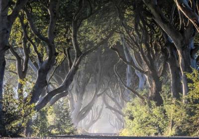 爱尔兰 | 黑暗树篱 （The Dark Hedges）