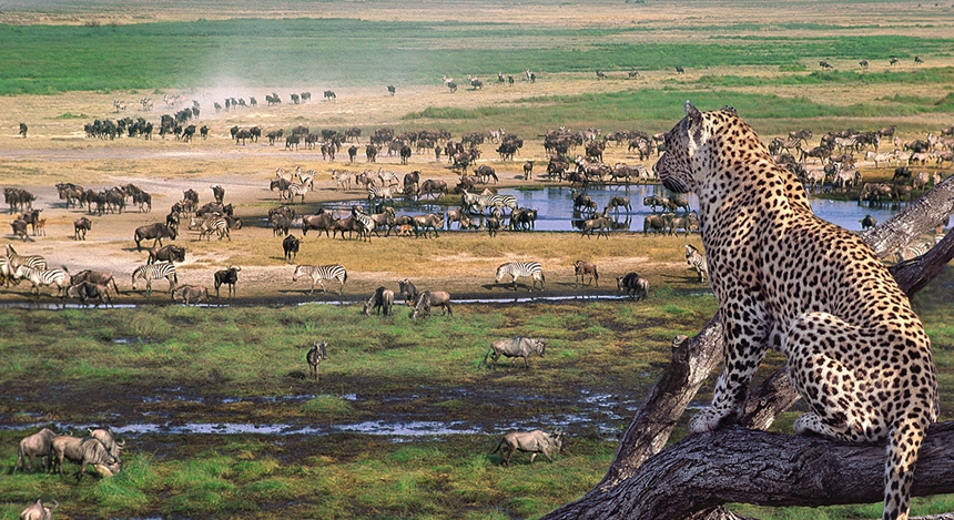serengeti national park 3_860