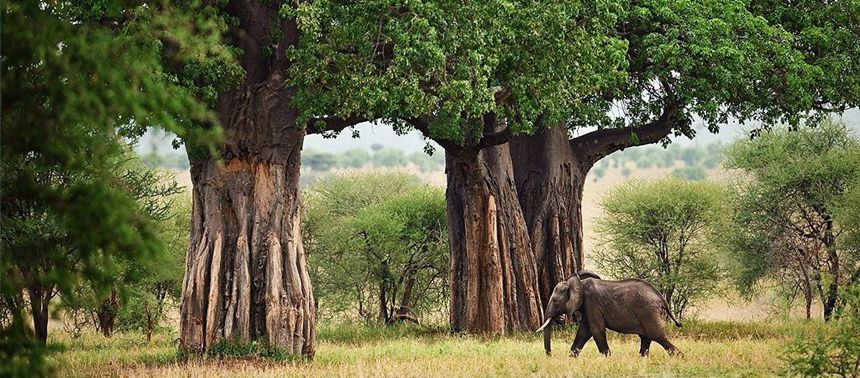 Tarangire-National-Park_860
