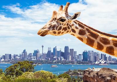 澳大利亚 | 参观悉尼野生动物园 Wild Life Sydney