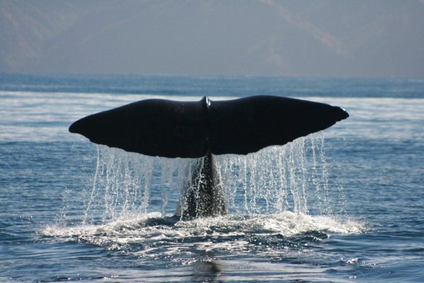 cf7edc1b9dc7a2c95c503244e7b18088